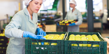 Skilled female employee in uniform inspecting quality of apples in the box in the sorting factory